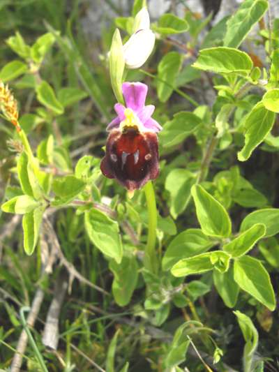 Ophrys biscutella