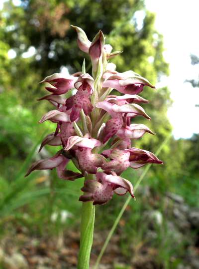 Orchis fragrans